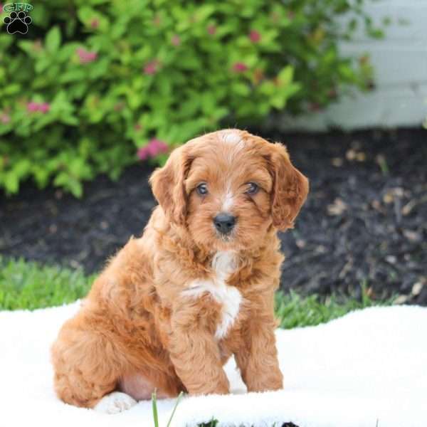 Wesley, Cavapoo Puppy